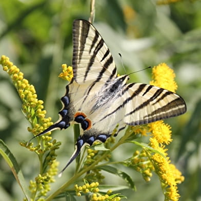 Sortie Nature : Histoires naturelles et poétiques