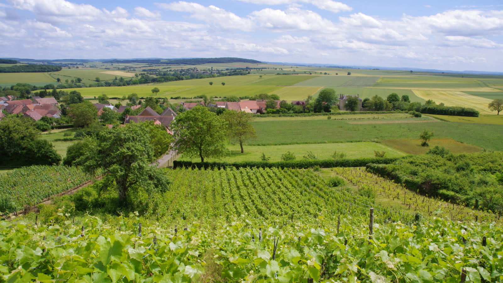 Vignoble de Tannay