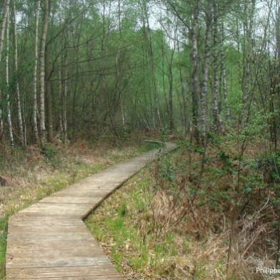 Forêt de Prémery