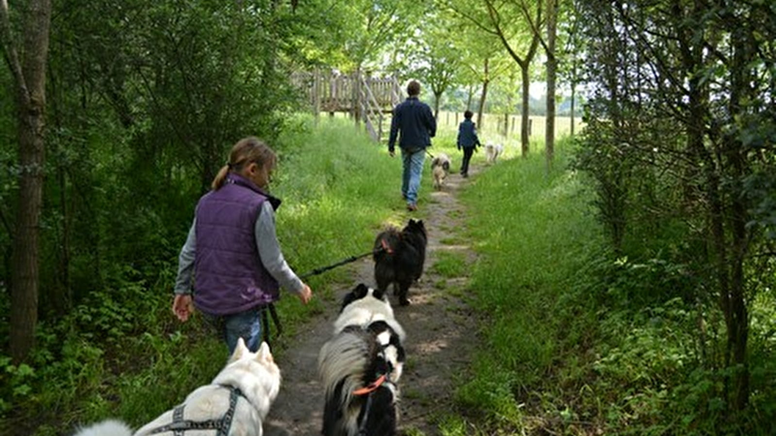 Ranch Canin Wood'cie