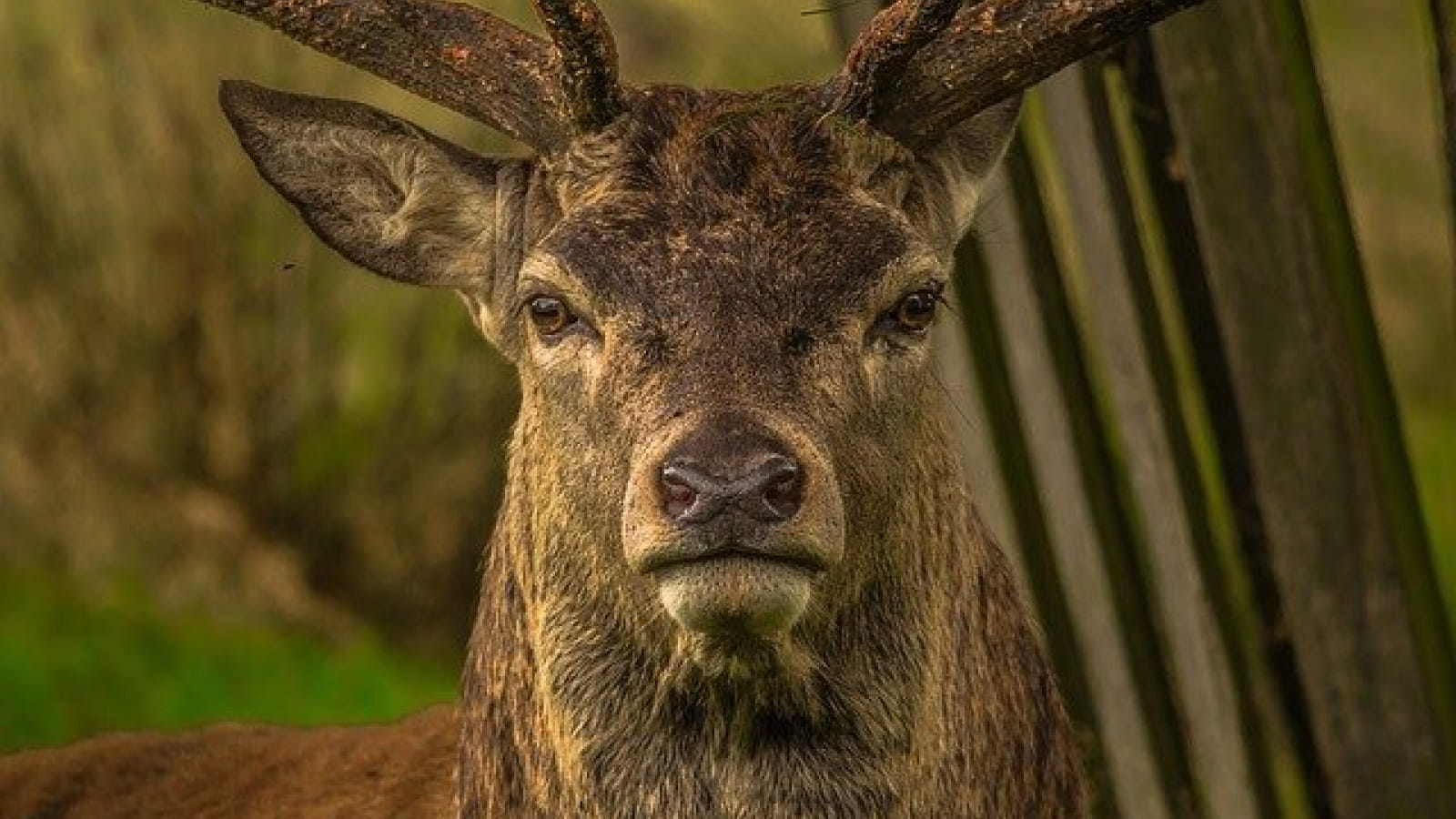 Sortie nature : A la rencontre du cerf