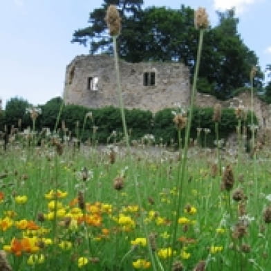 Vieux Château de Moulins-Engilbert