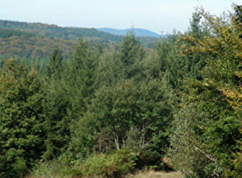 Forêt de Breuil-Chenue - SAINT-BRISSON