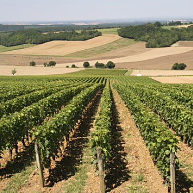 Domaine Serge Dagueneau et Filles