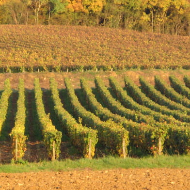 Vignoble des Côtes de La Charité