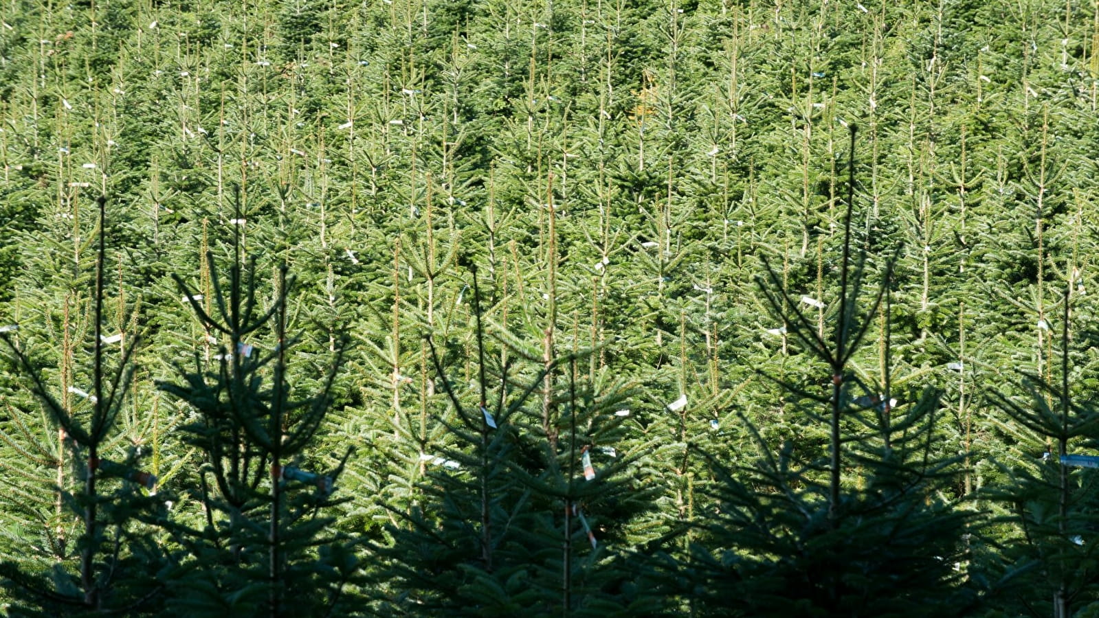 Association française du sapin de Noël naturel