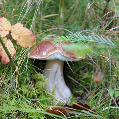 Sortie nature : Les arbres communiquent