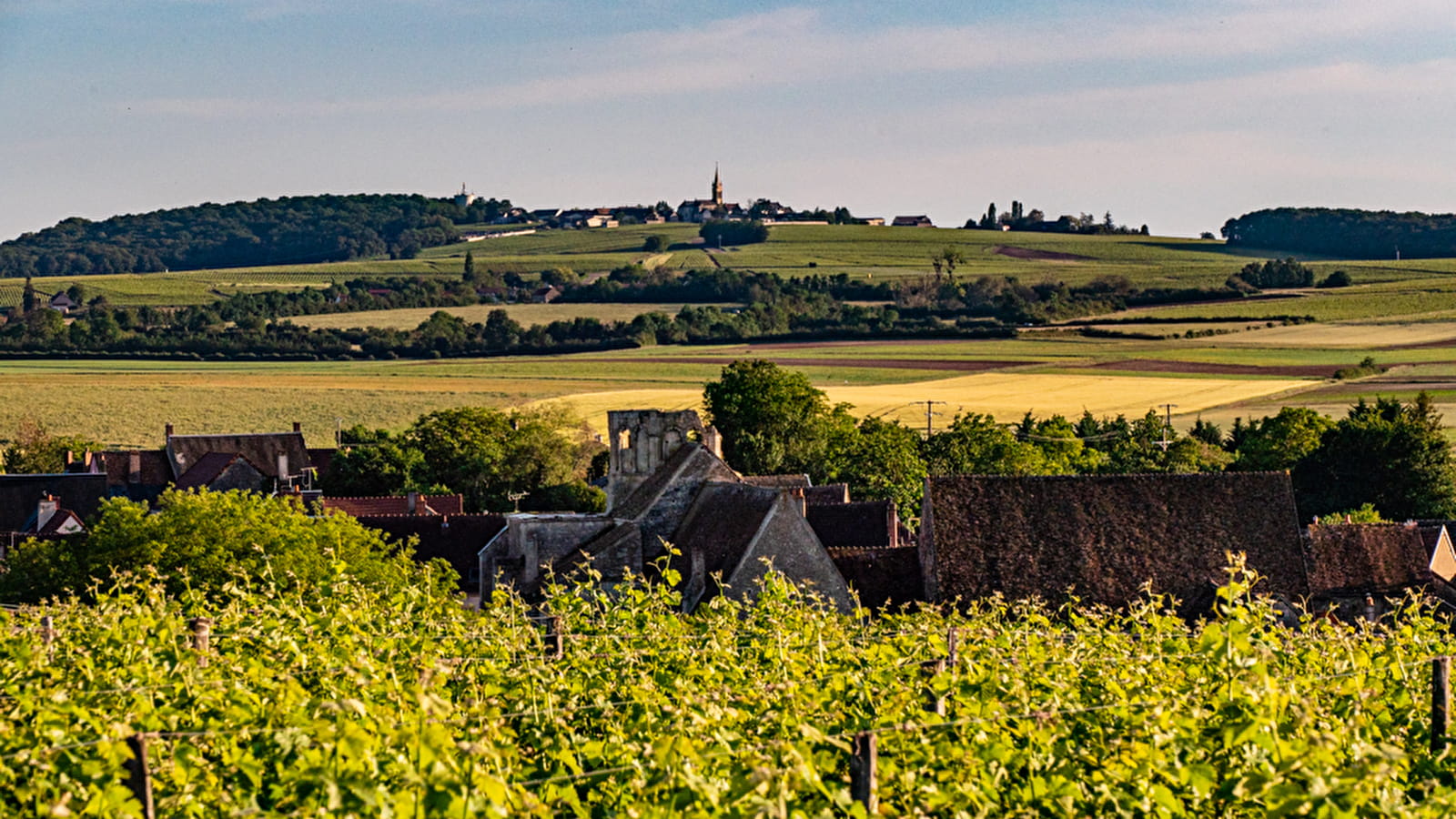 It's Wine Time, dans les vignes