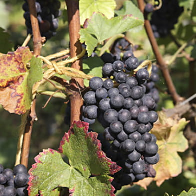 Domaine Serge Dagueneau et Filles