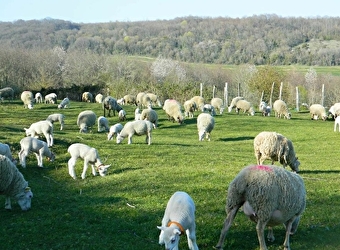 Auberge à la Ferme du Mont - CHATEAUNEUF-VAL-DE-BARGIS