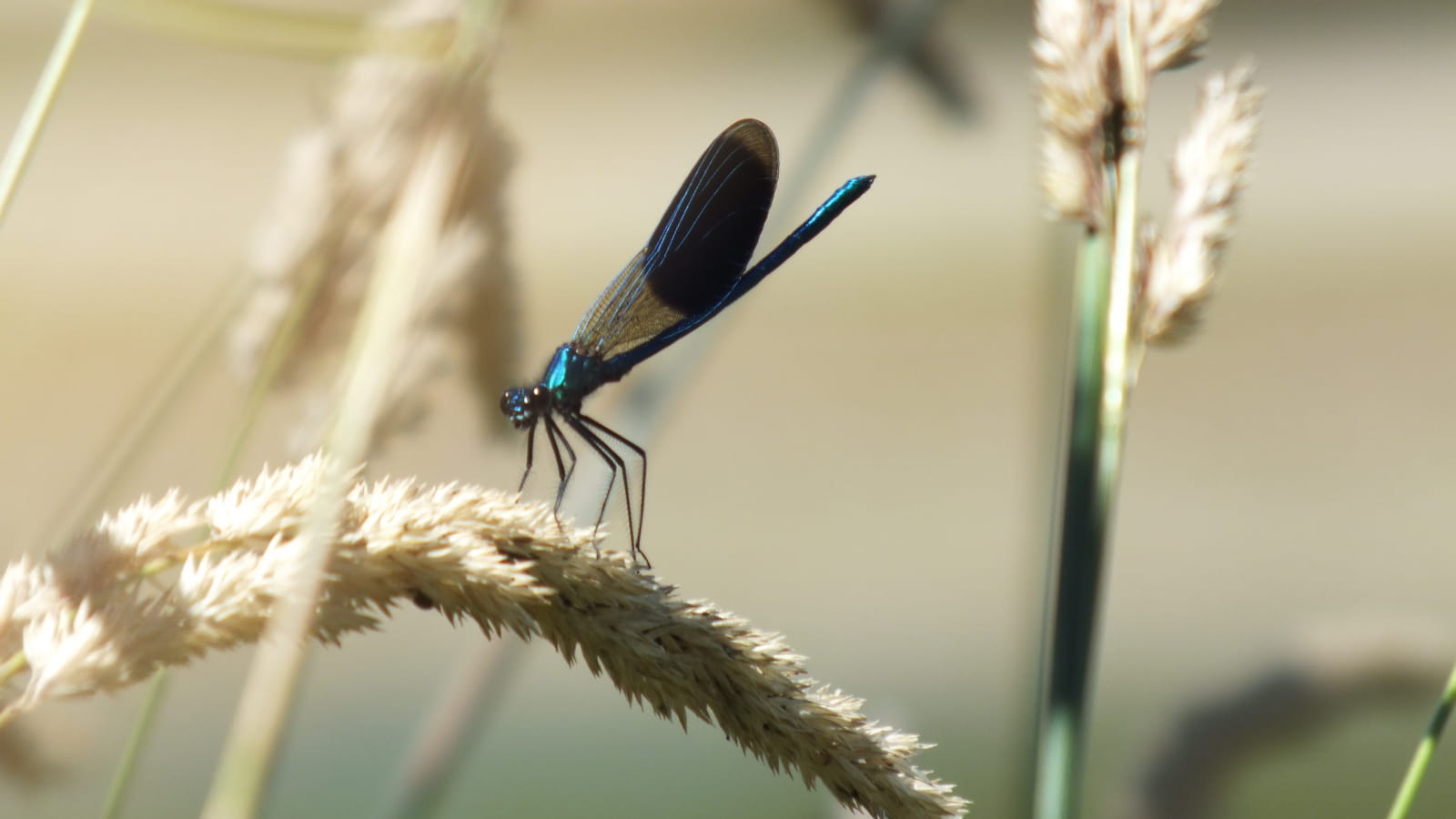 Sortie nature : La mare aux Demoiselles