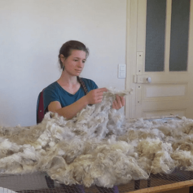 Atelier à la ferme autour de chèvres Angora et de leur laine