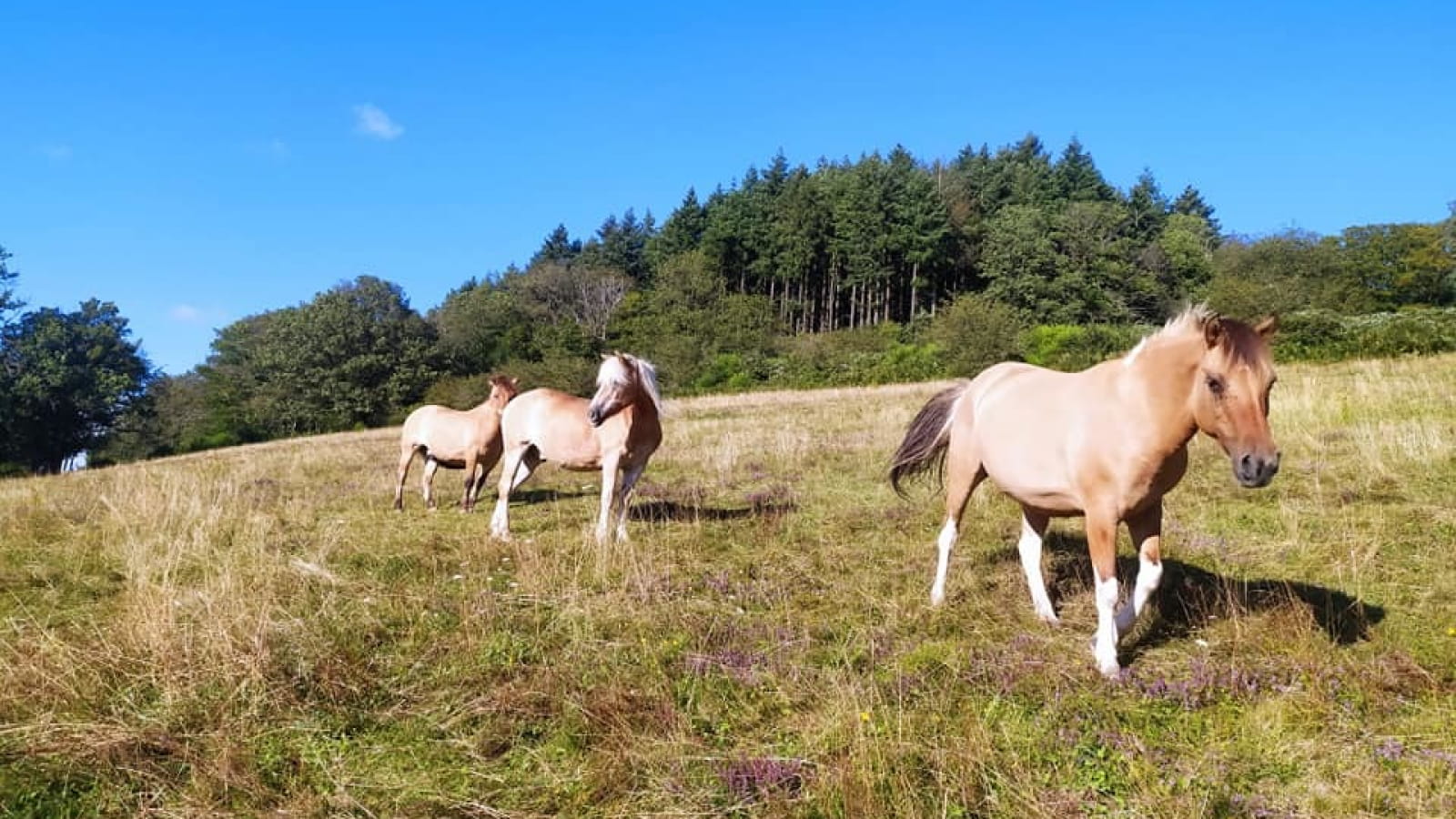 Espace Equin Les Grands Hêtres