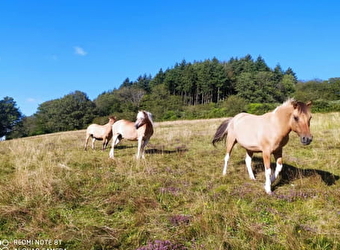 Espace Equin Les Grands Hêtres - SAINT-HONORE-LES-BAINS
