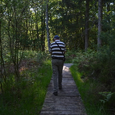 Forêt de Prémery