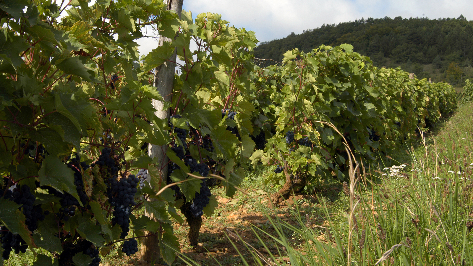 Gérald Demuth - Domaine de Sarmentole