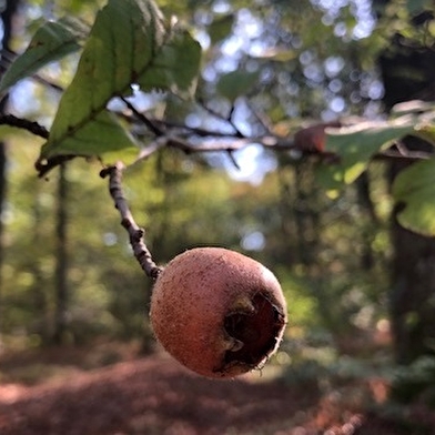Sortie Nature : Cueillette et herborisation