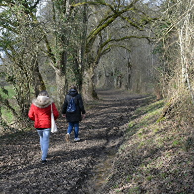 Promenons-nous dans les bois à Saint-Loup