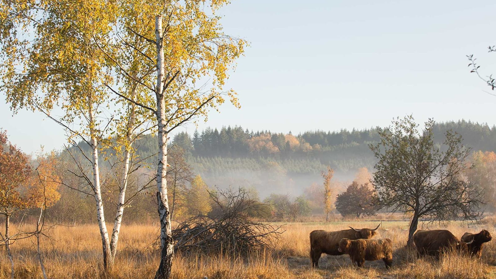 Sentier des prairies de Montour 