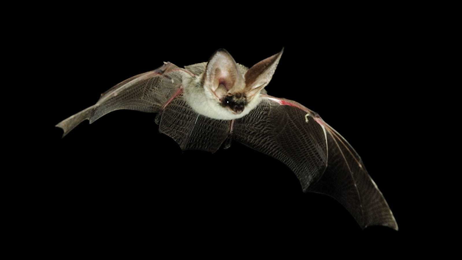 Nuit internationale de la chauve-souris