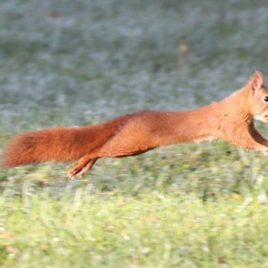 Nature au Coeur - Sorties et animations nature