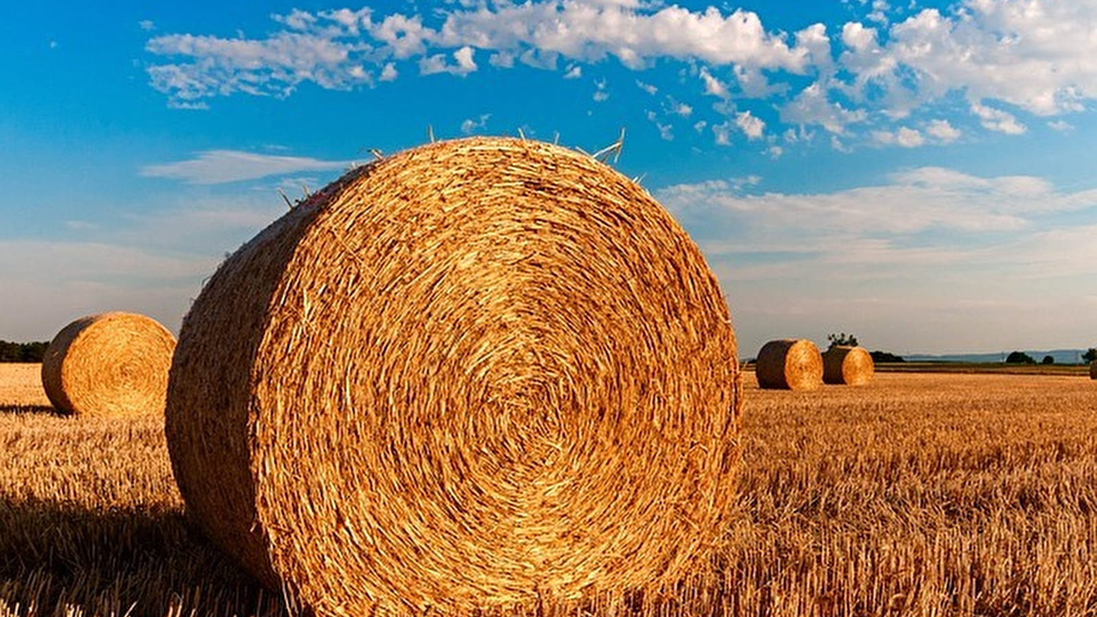 Fête de l'agriculture