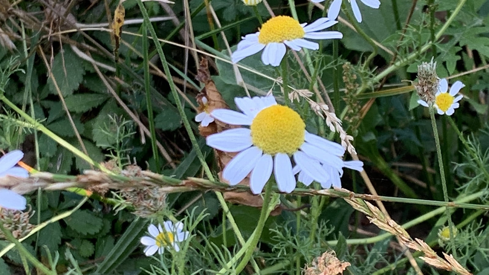 Sortie Nature : Cueillette et herborisation