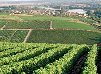 Domaine du Bouchot - SAINT-ANDELAIN