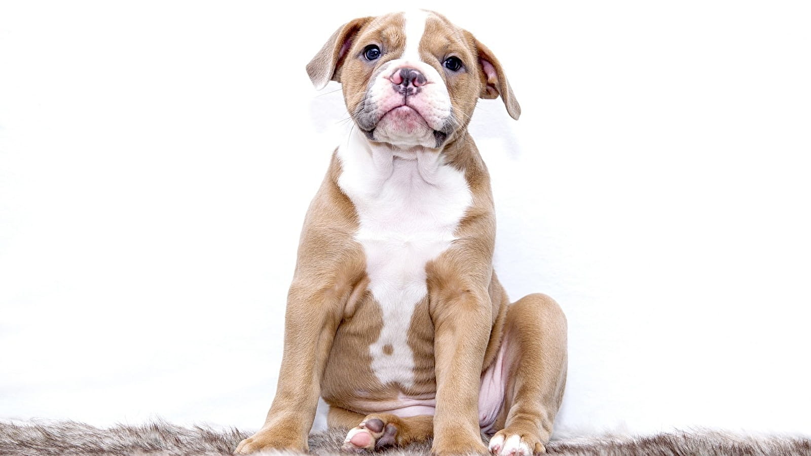 Nationale d'Elevage American Staffordshire Terrier