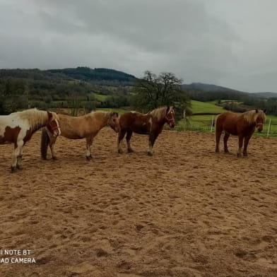Espace Equin Les Grands Hêtres 
