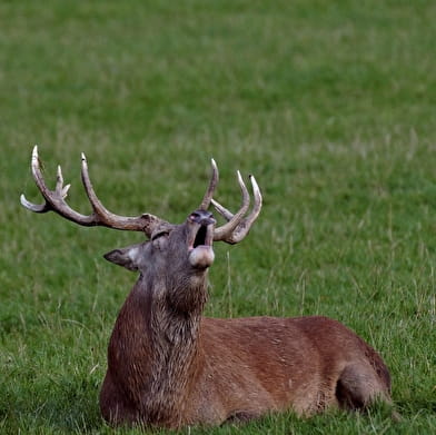 Sortie nature : Brame du cerf à la lanterne