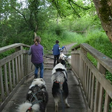 Ranch Canin Wood'cie