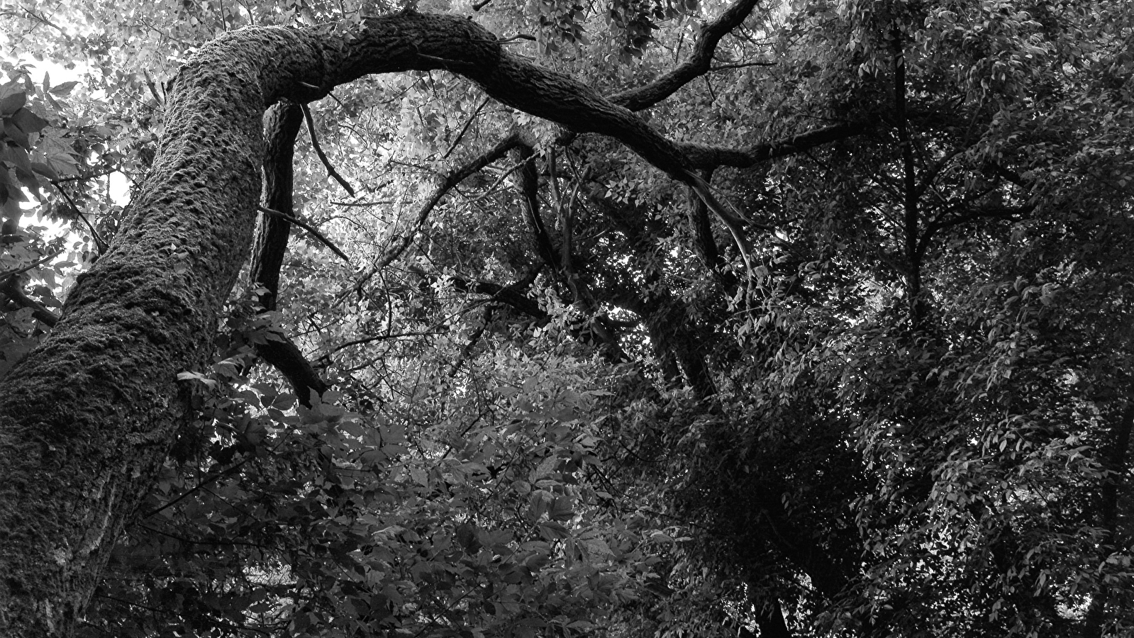 EXPOSITION 'Quand la forêt rencontre la Loire'