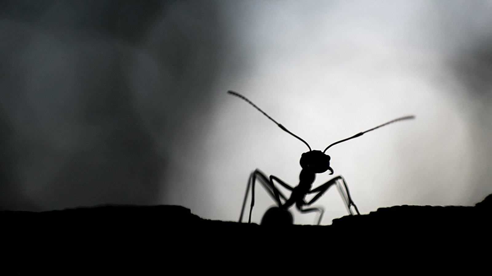 'Planète fourmis'