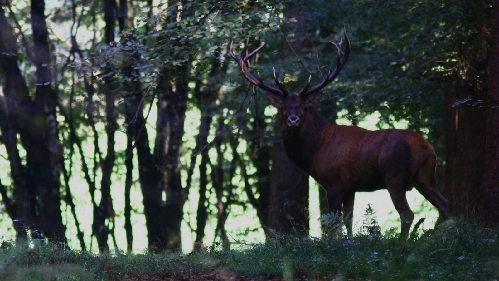 Sortie nature : Soirée brame du cerf à la lanterne