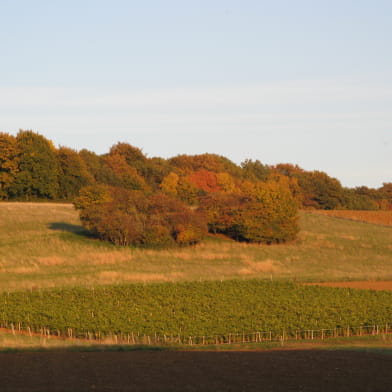 Vignoble des Côtes de La Charité