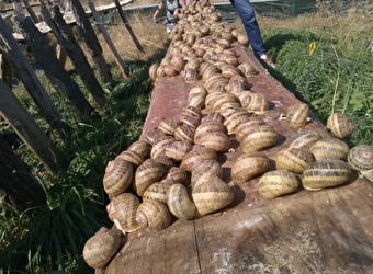 Les Escargots du Bois - VARZY