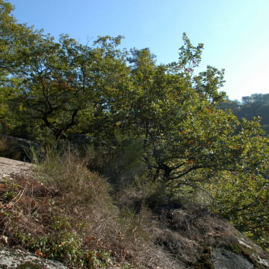 Gorges de Narvau