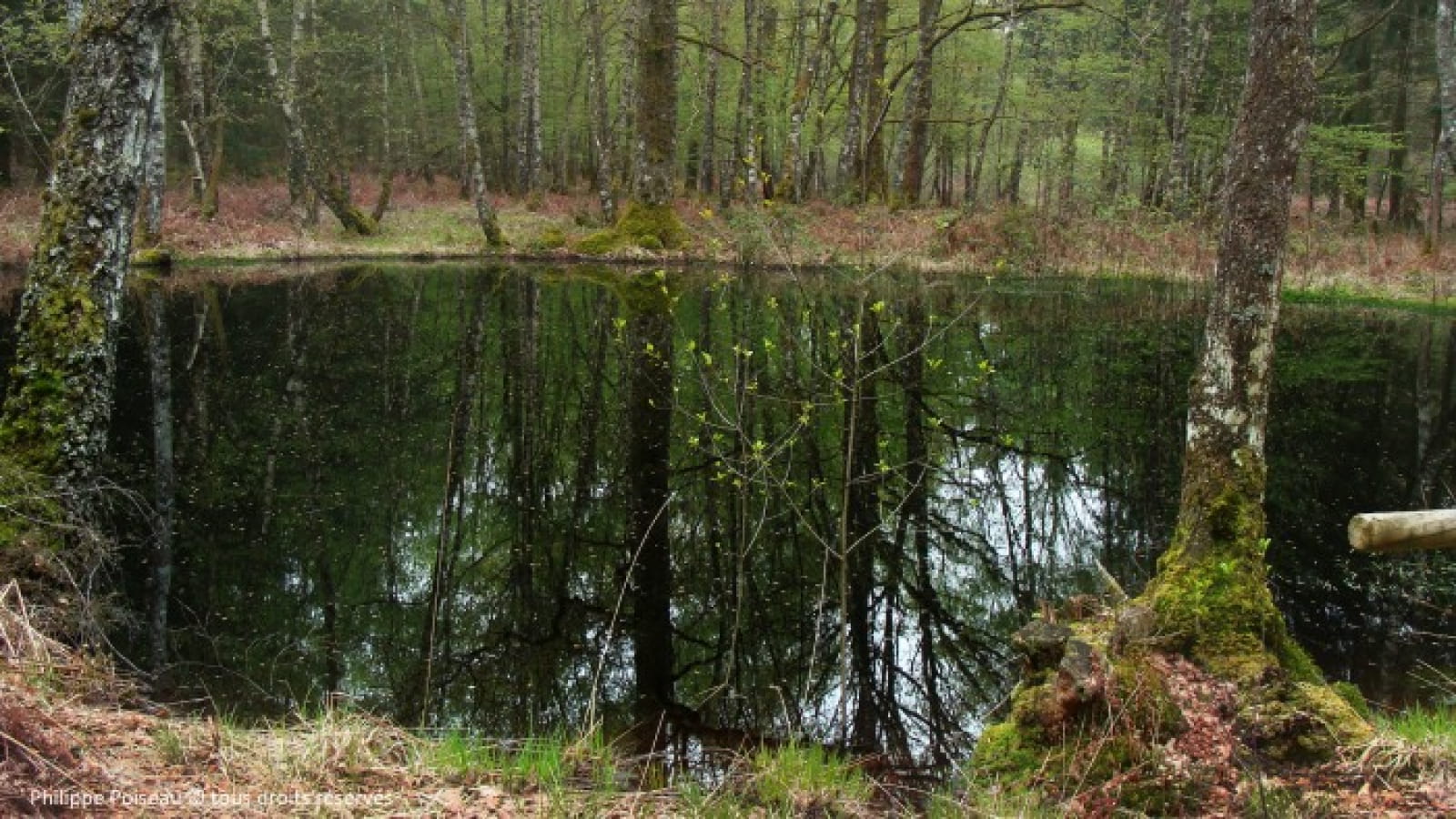 Forêt de Prémery