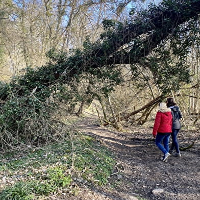 Entre la vigne et la Loire aux Girarmes