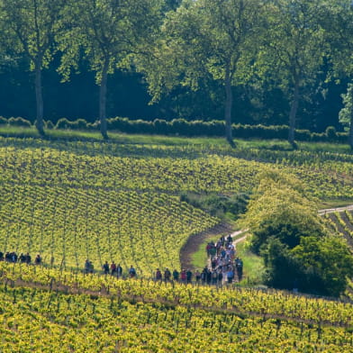 De la vigne au vin à Pouilly